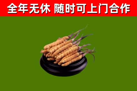 万州区回收散虫草